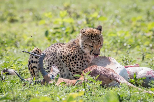 Cheetah se alimentando de uma morte Impala . — Fotografia de Stock