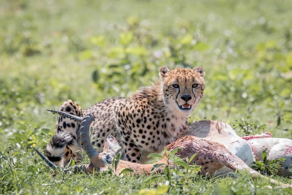 Cheetah karmienia na zabicie Impala. — Zdjęcie stockowe