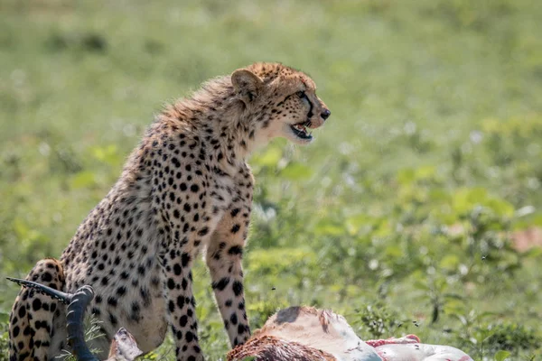 Az Impala kill táplálkozó gepárd. — Stock Fotó