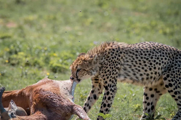 Cheetah se nourrissant d'un tueur Impala . — Photo