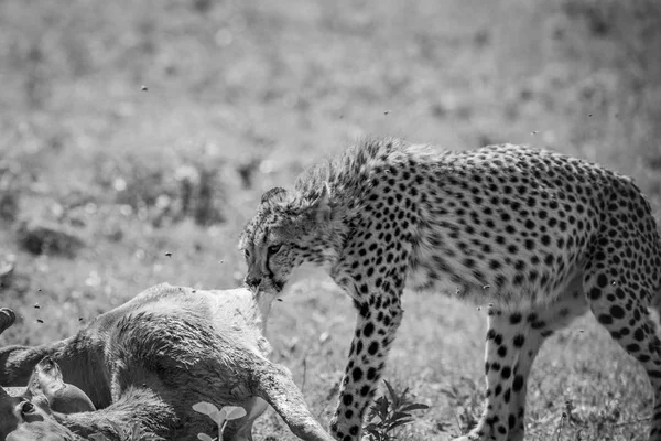 Cheetah se alimentando de uma morte Impala . — Fotografia de Stock