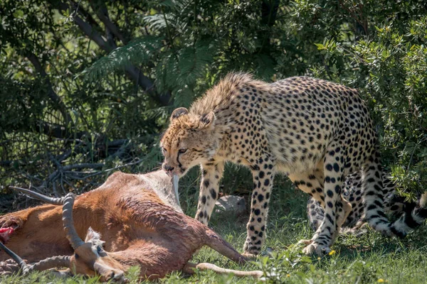 Cheetah se alimentando de uma morte Impala . — Fotografia de Stock