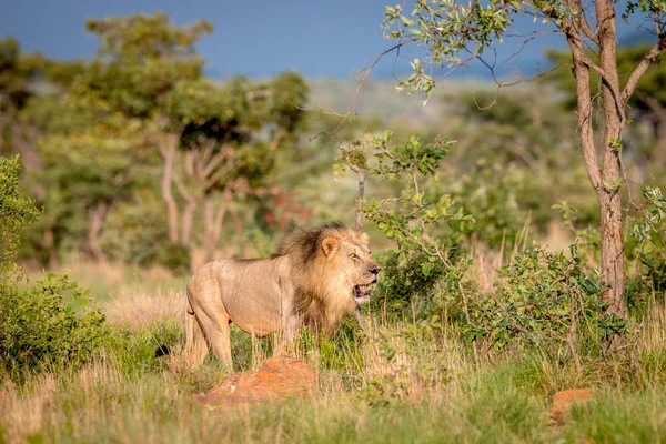 Μεγάλο αρσενικό λιοντάρι περπάτημα στο δάσος. — Φωτογραφία Αρχείου