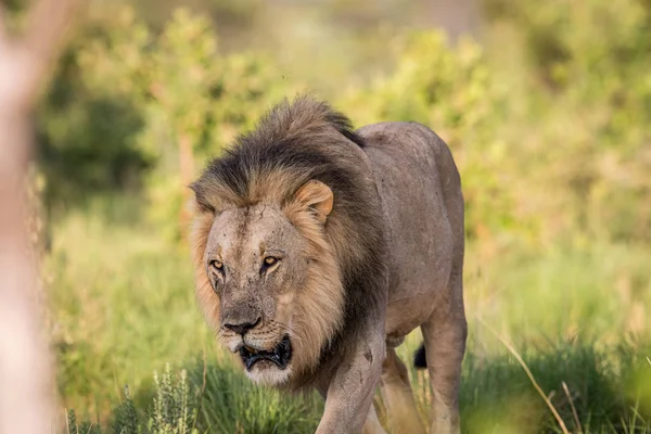 Großer männlicher Löwe geht auf die Kamera zu. — Stockfoto
