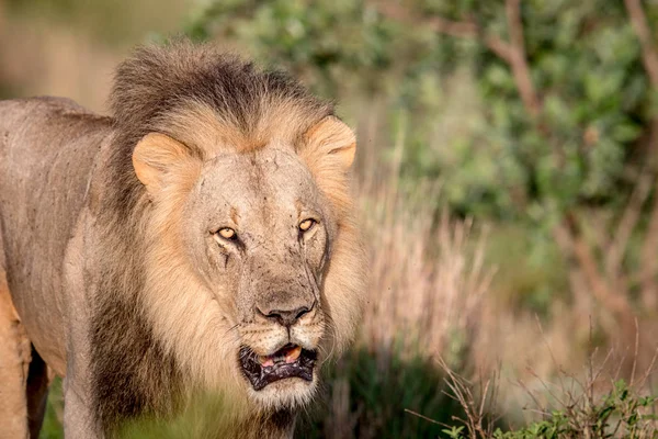 Gros mâle lion marche vers la caméra . — Photo