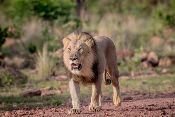 Kameranın doğru yürürken büyük erkek aslan.