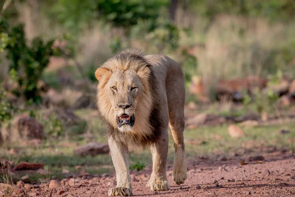 Big male Lion walking towards the camera. — Stock Photo, Image