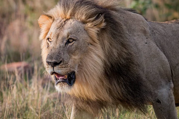 Gros mâle lion marche vers la caméra . — Photo