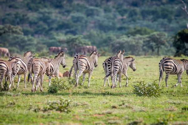 Rebanho de Zebras em uma planície de grama . — Fotografia de Stock