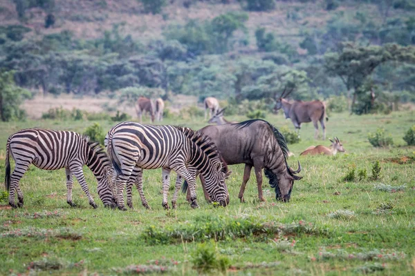 얼룩말, 블루 wildebeests, Elands 잔디 평야에. — 스톡 사진