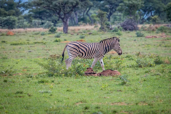 Zebra con vitelli gnu blu nell'erba . — Foto Stock