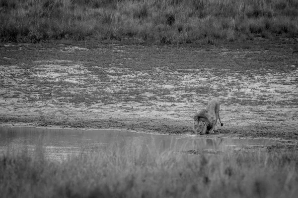 Big male Lion drinking from a water dam. — Stock Photo, Image