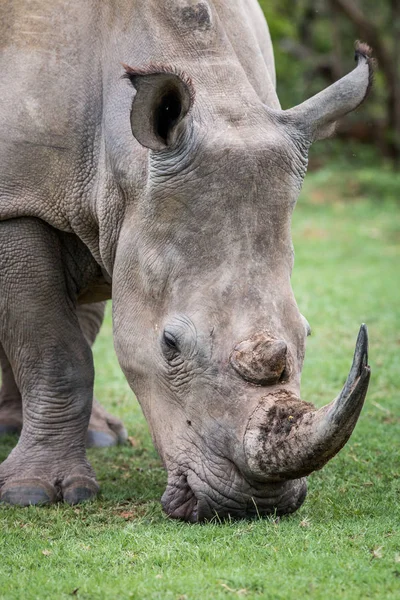 Close up de um rinoceronte branco na grama . — Fotografia de Stock