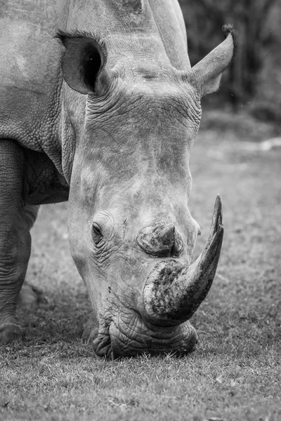 Primo piano di un rinoceronte bianco nell'erba . — Foto Stock