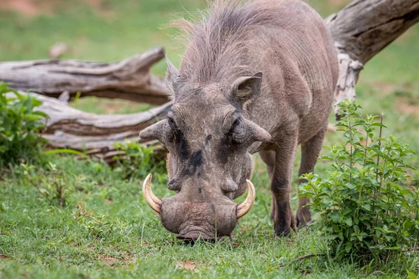 Mies Warthog seisoo nurmikolla . — kuvapankkivalokuva