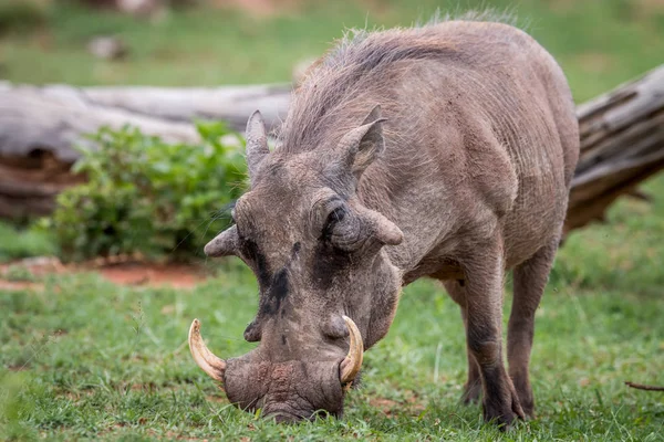 Erkek Warthog ayakta çim. — Stok fotoğraf