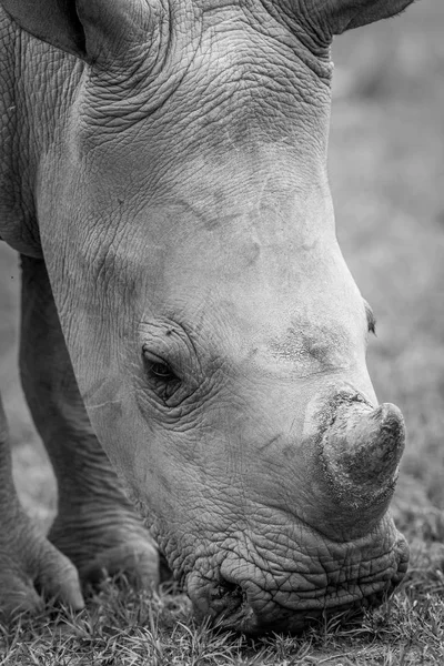 Primo piano di un bambino Rinoceronte bianco . — Foto Stock