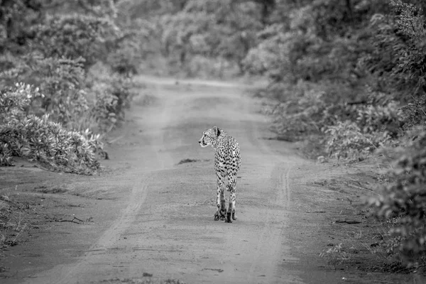 Cheetah caminando en la carretera en Welgevonden . — Foto de Stock
