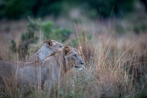 Due leoni in piedi nell'erba alta e guardando . — Foto Stock