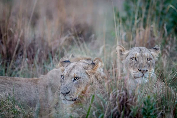 Δύο λιοντάρια, στέκεται στην υψηλή χλόη και ψάχνει. — Φωτογραφία Αρχείου