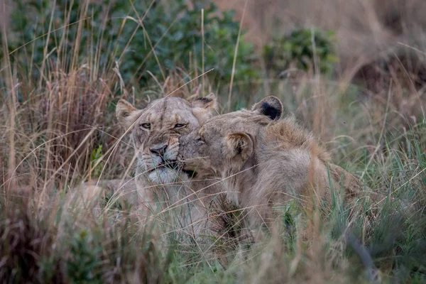 Dos Leones unidos en la hierba alta . —  Fotos de Stock