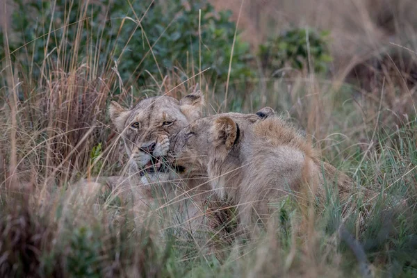 Deux lions collent dans l'herbe haute . — Photo