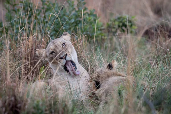 Lion péče sama o sobě ve vysoké trávě. — Stock fotografie