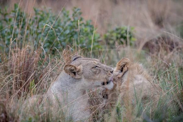 Двох левів, склеювання високої трави. — стокове фото