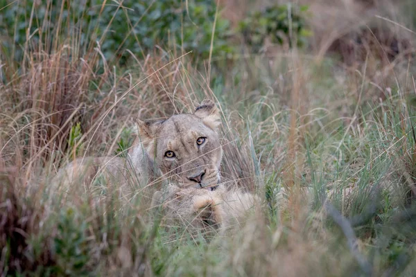 Dois Leões se unindo na grama alta . — Fotografia de Stock