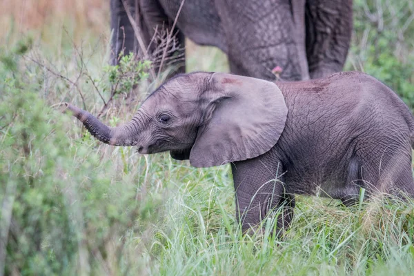 Bebê elefante bezerro de pé na grama . — Fotografia de Stock