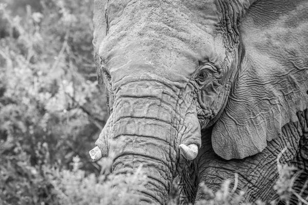 Un primer plano de una cabeza de elefante . — Foto de Stock
