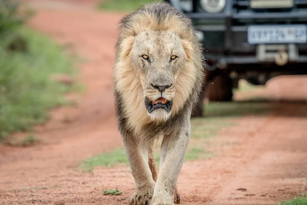 Leone maschio che cammina per strada con una macchina dietro . — Foto Stock