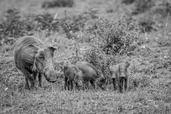 Família de Warthogs com leitões bebés na relva . — Fotografia de Stock