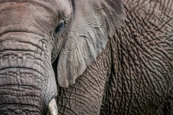 A som närbild av halva en elefant. — Stockfoto