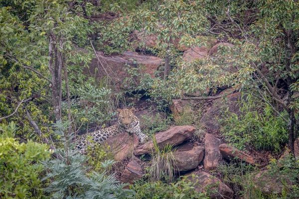 Leopardo deitado sobre uma rocha em Welgevonden . — Fotografia de Stock