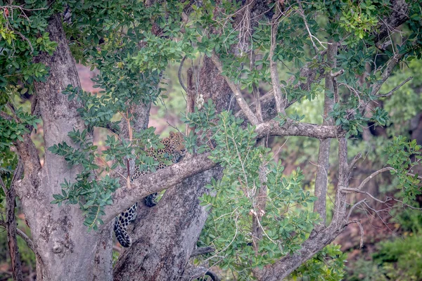 Ağaçta duran genç leopar. — Stok fotoğraf