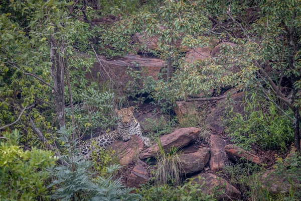 Leopardo tendido en una roca en Welgevonden . — Foto de Stock