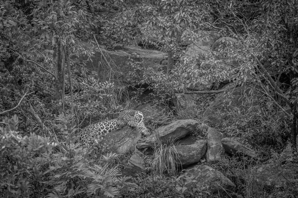 Leopard på en sten i Welgevonden. — Stockfoto