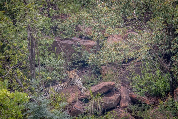 Leopardo tendido en una roca en Welgevonden . — Foto de Stock