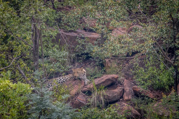 Leopardo tendido en una roca en Welgevonden . — Foto de Stock