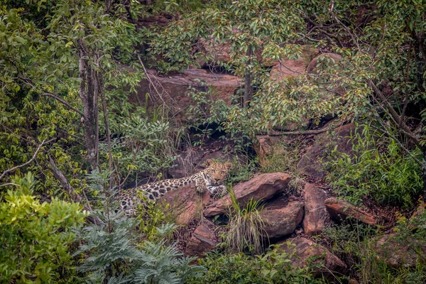 Leopardo tendido en una roca en Welgevonden . — Foto de Stock