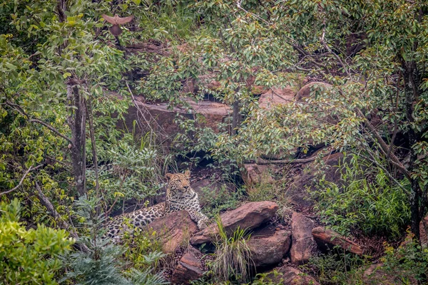 Leopard laying on a rock in Welgevonden. — Stock Photo, Image