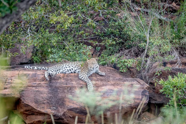 在韦尔格沃恩登, 豹子躺在一块岩石上. — 图库照片