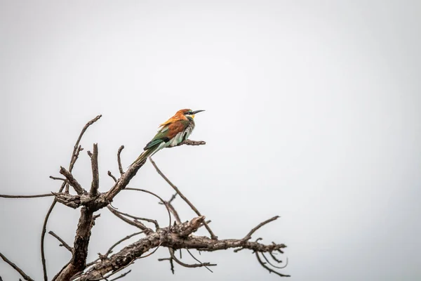 Little bee-eater sitting on a branch. — Stock Photo, Image