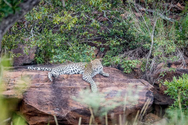 Leopard på en sten i Welgevonden. — Stockfoto