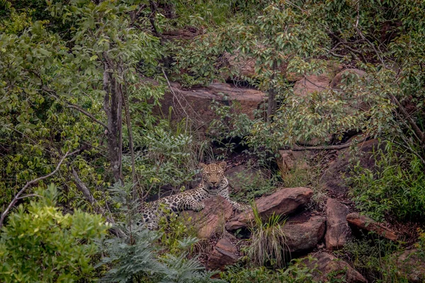 Leopardo tendido en una roca en Welgevonden . — Foto de Stock