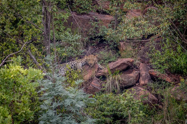 Leopardo deitado sobre uma rocha em Welgevonden . — Fotografia de Stock