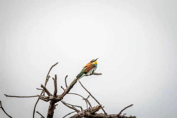 Little bee-eater sitting on a branch. — Stock Photo, Image