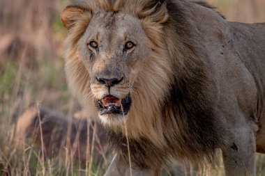 Kameraya oynadığı büyük erkek aslan.