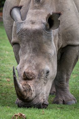 Beyaz rhino çim, yakın çekim.